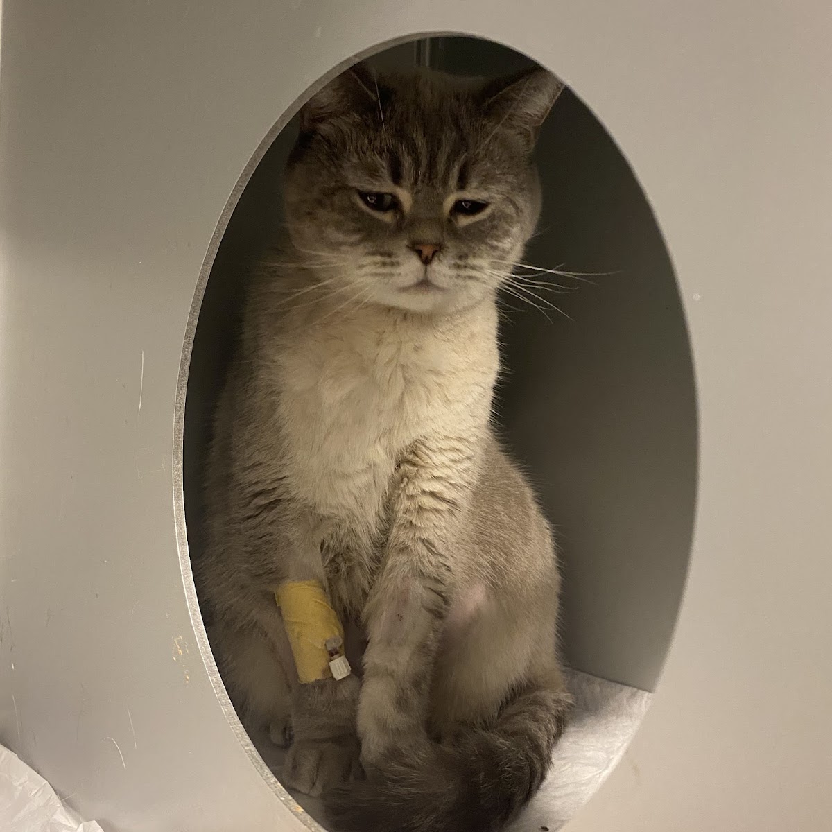 SAYIN VETERİNER KLİNİĞİ