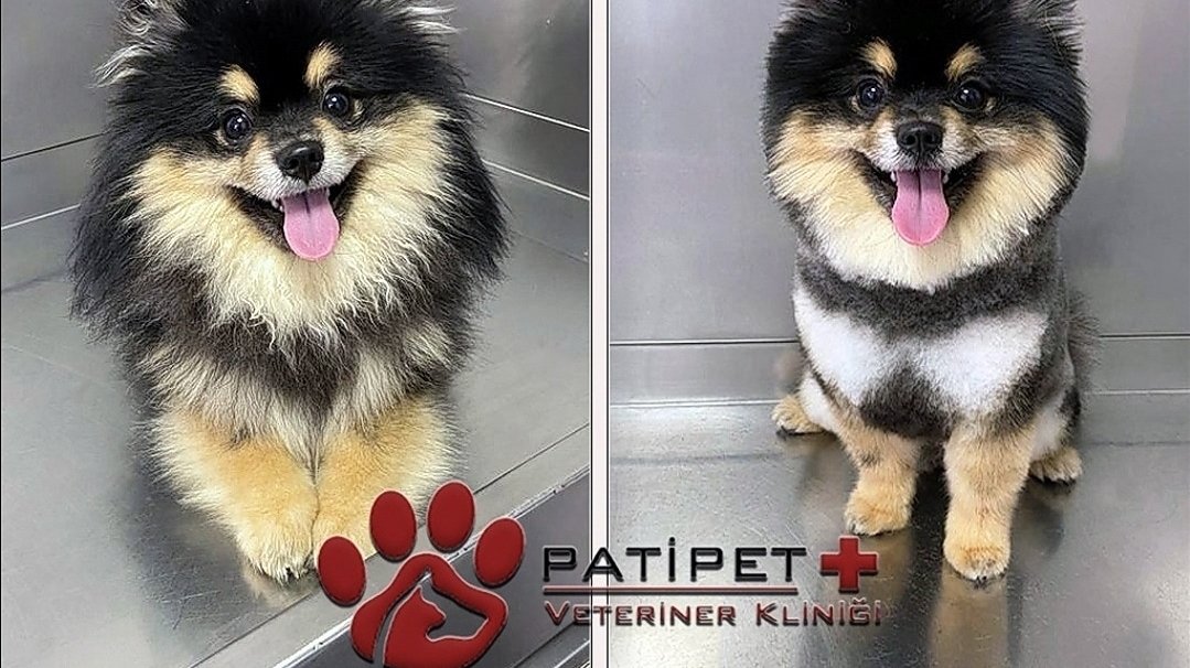 Pati Pet Veteriner Kliniği - Balıkesir