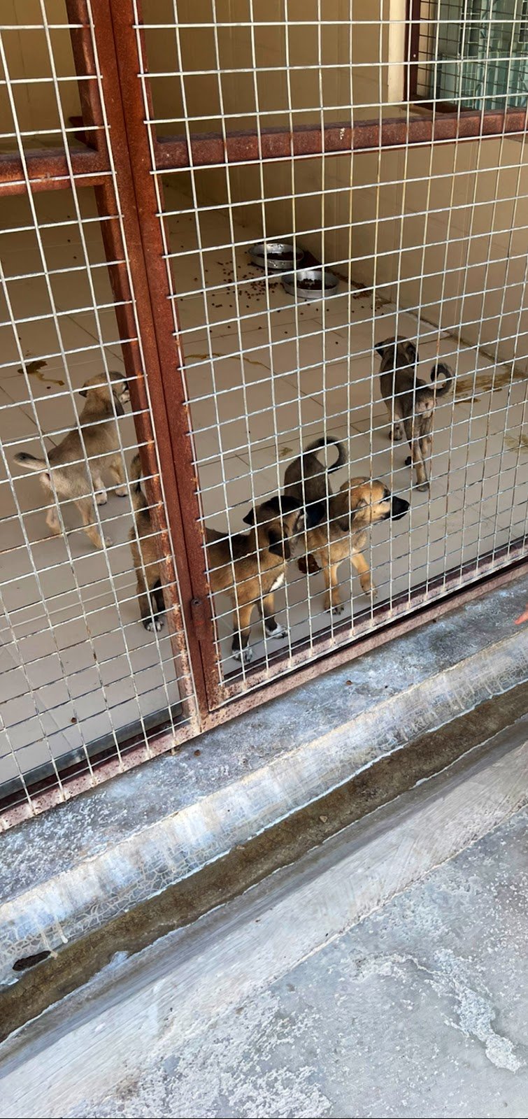 Urla Belediyesi Geçici Hayvan Barınağı ve Rehabilitasyon Merkezi