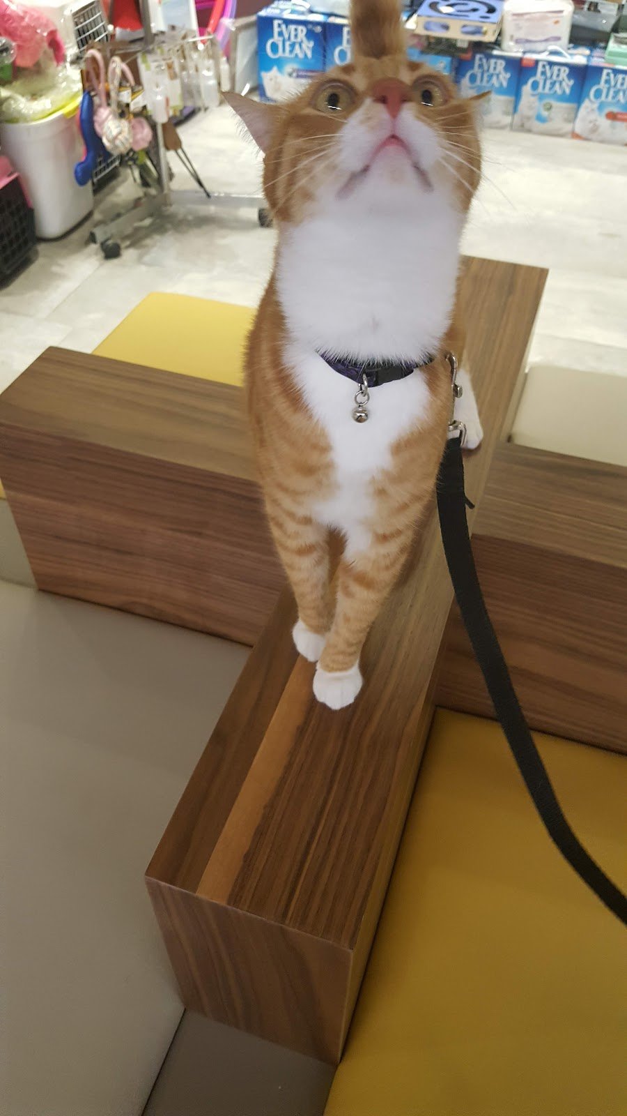Vethouse Pet Sağlık Merkezi
