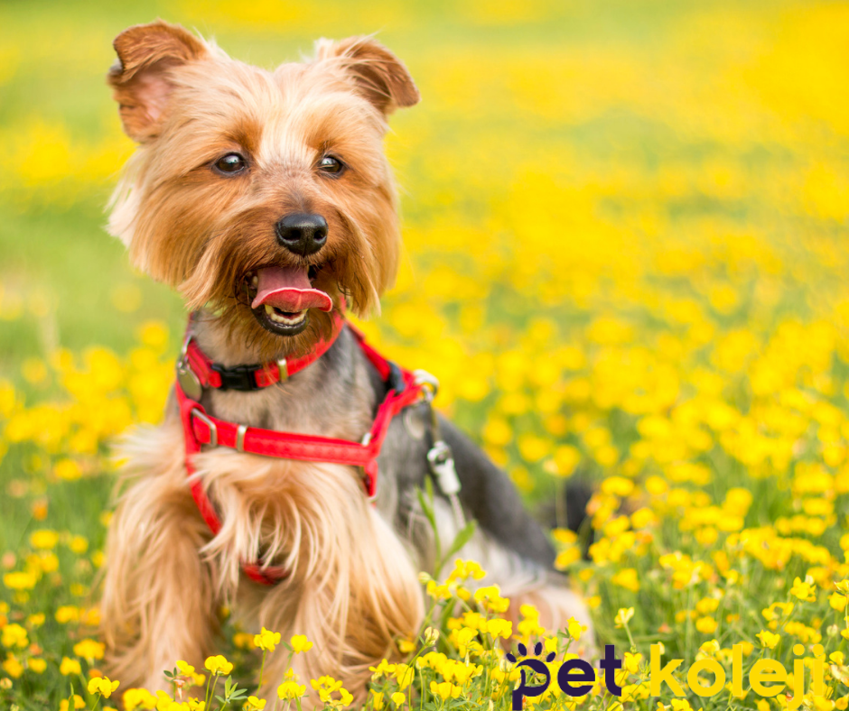 Pet Kuaförü Kedi Köpek Traşı Beylikdüzü