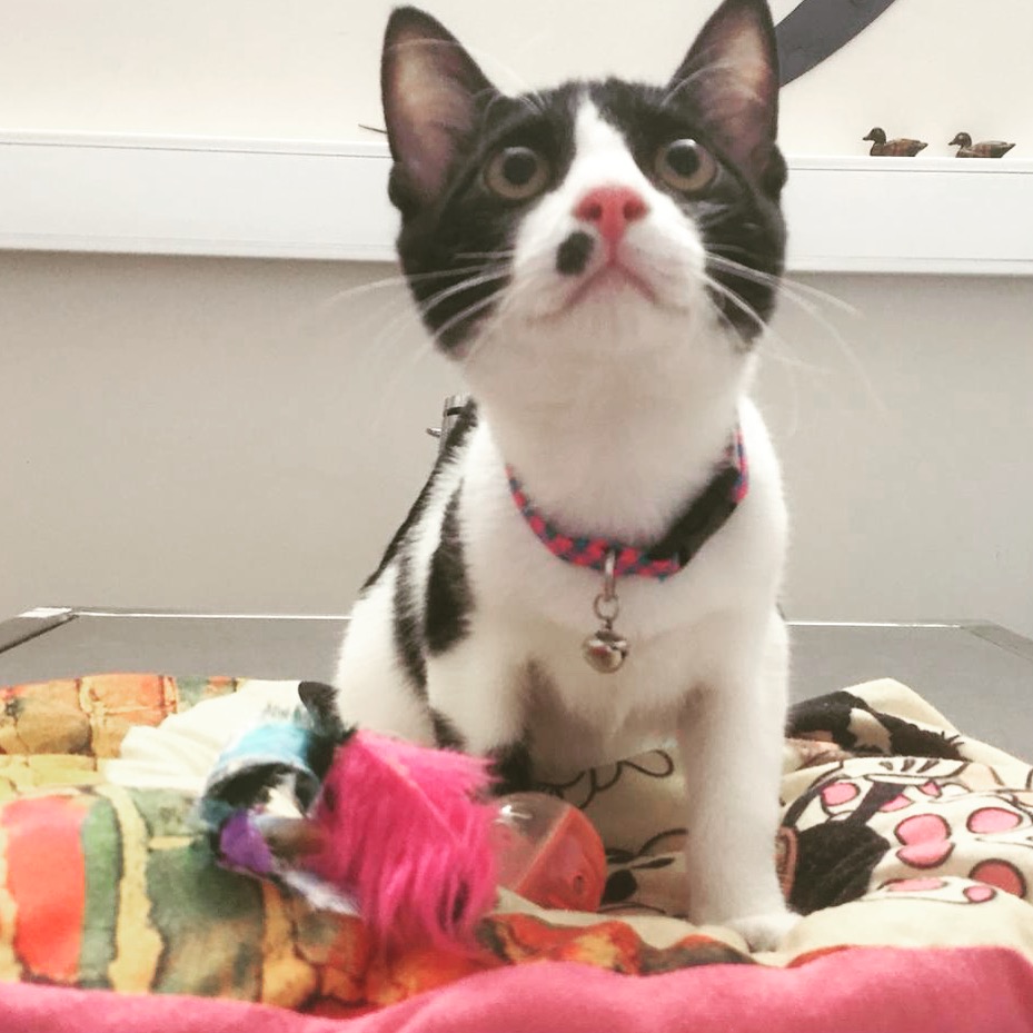 Asklepion Veteriner Kliniği