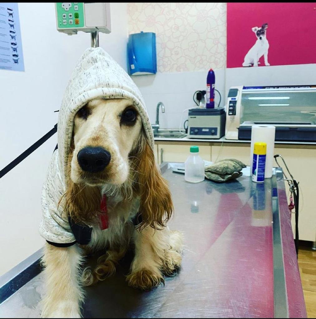 Petlantis Veteriner Kliniği