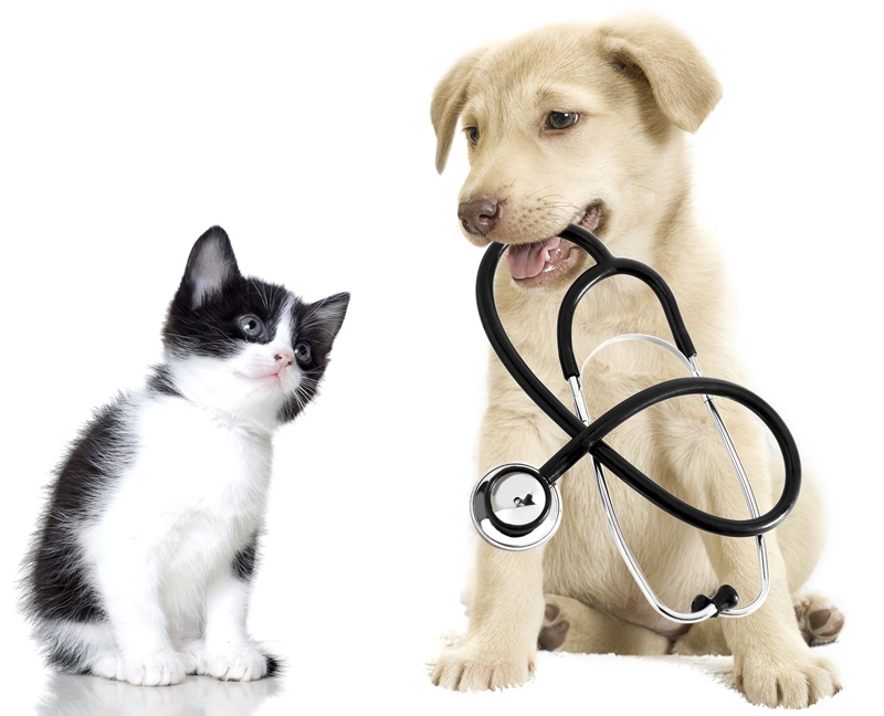 Egem Veteriner Kliniği