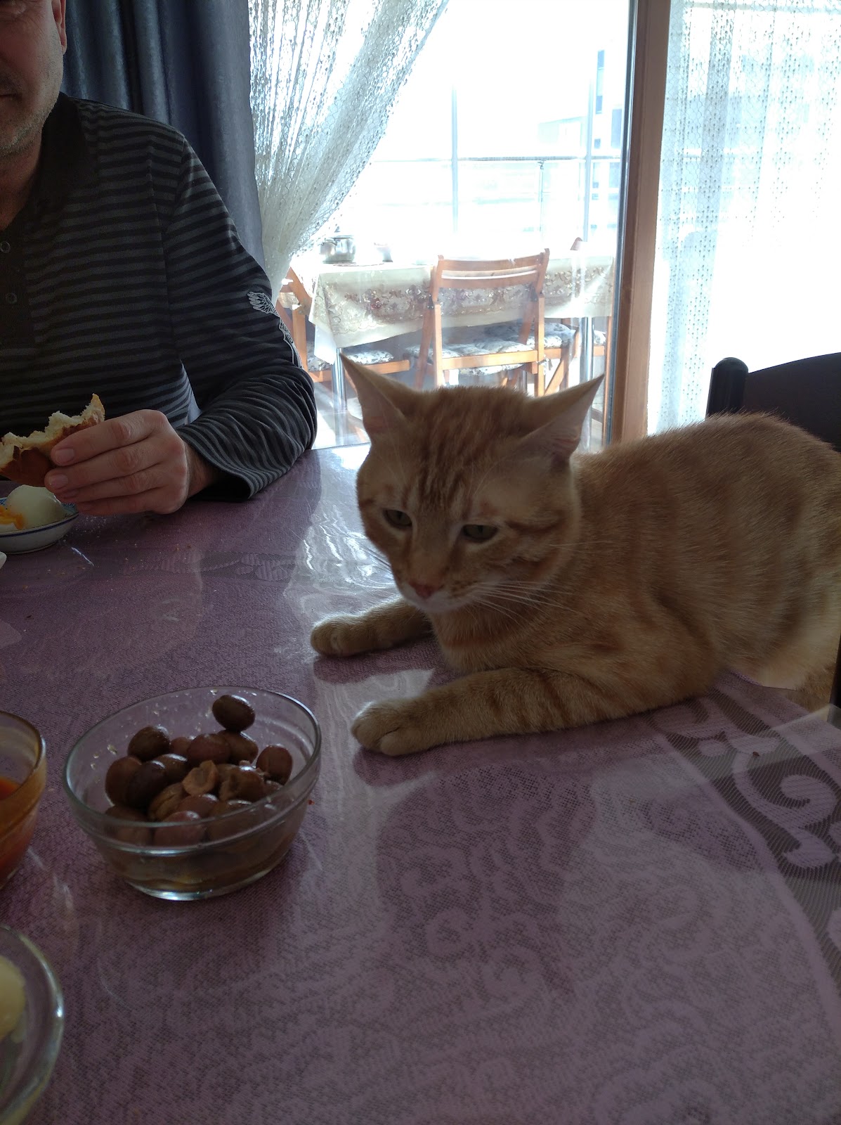 Keçiören Veteriner, Lions Veteriner