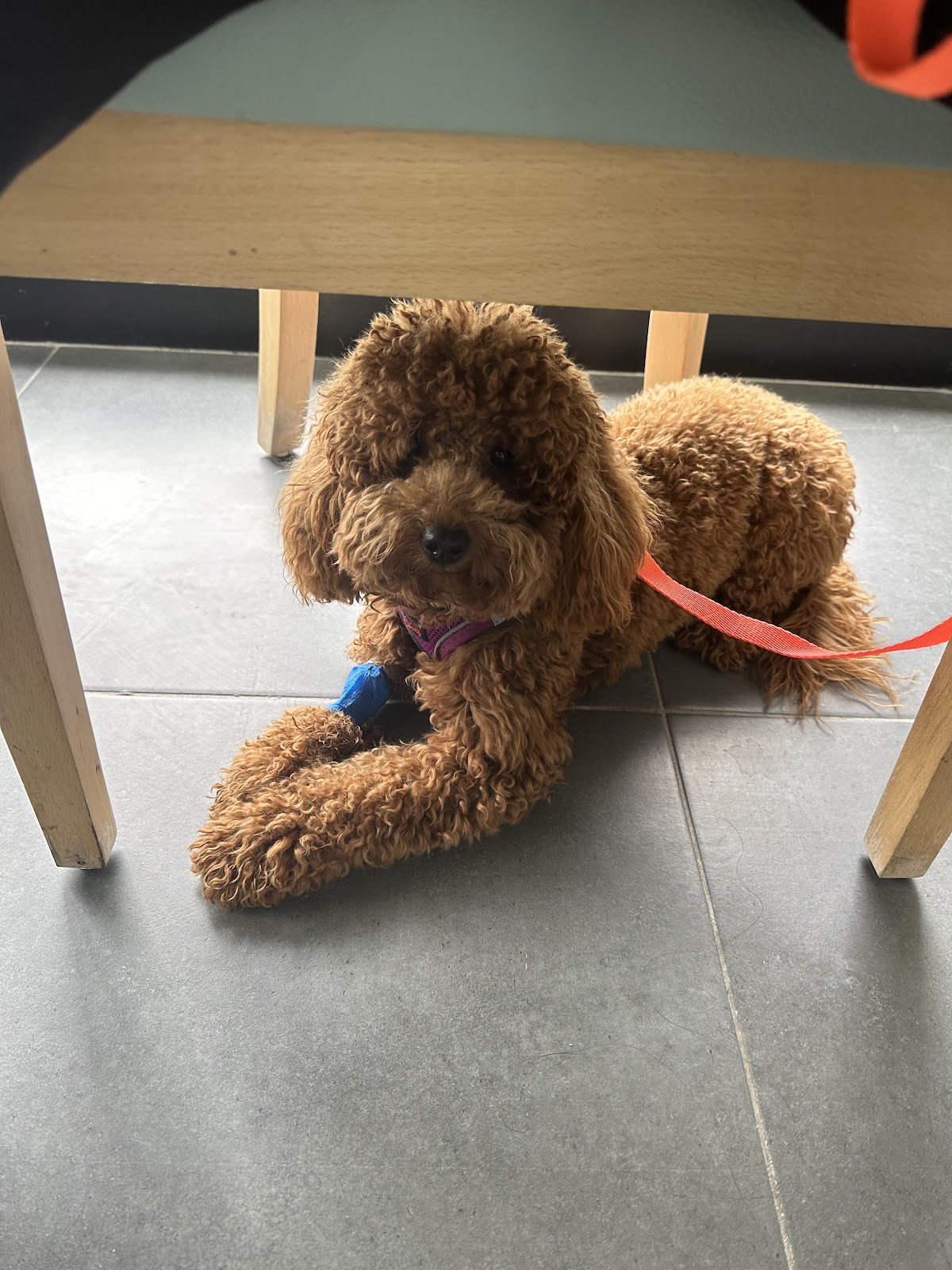 Koşuyolu Pet Veteriner Kliniği