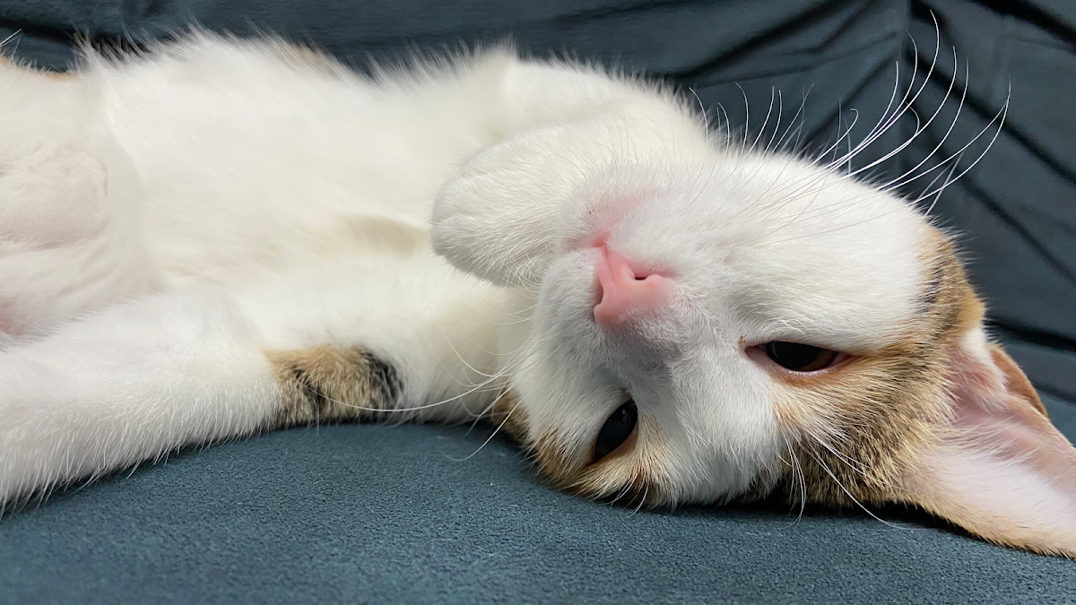 EFE PATİ Veteriner Kliniği Ödemiş