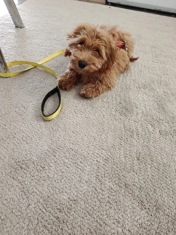 Köpek alımı - e-Evcil.com Soru Cevap - Görsel 1