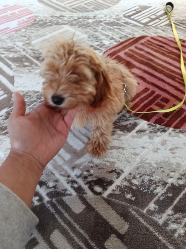 Köpek alımı - e-Evcil.com Soru Cevap - Görsel 2