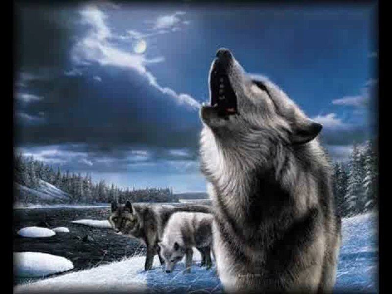 muhabbet kuşu ilanı hakkımın ücretsiz açılması