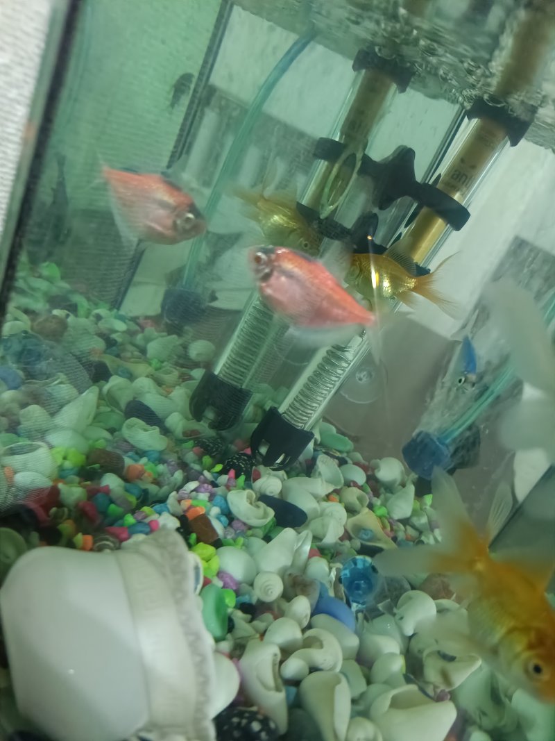 Tıransgenatik Terra gözünün üstü ve sırt kısmı pembeyken mavi oldumavi