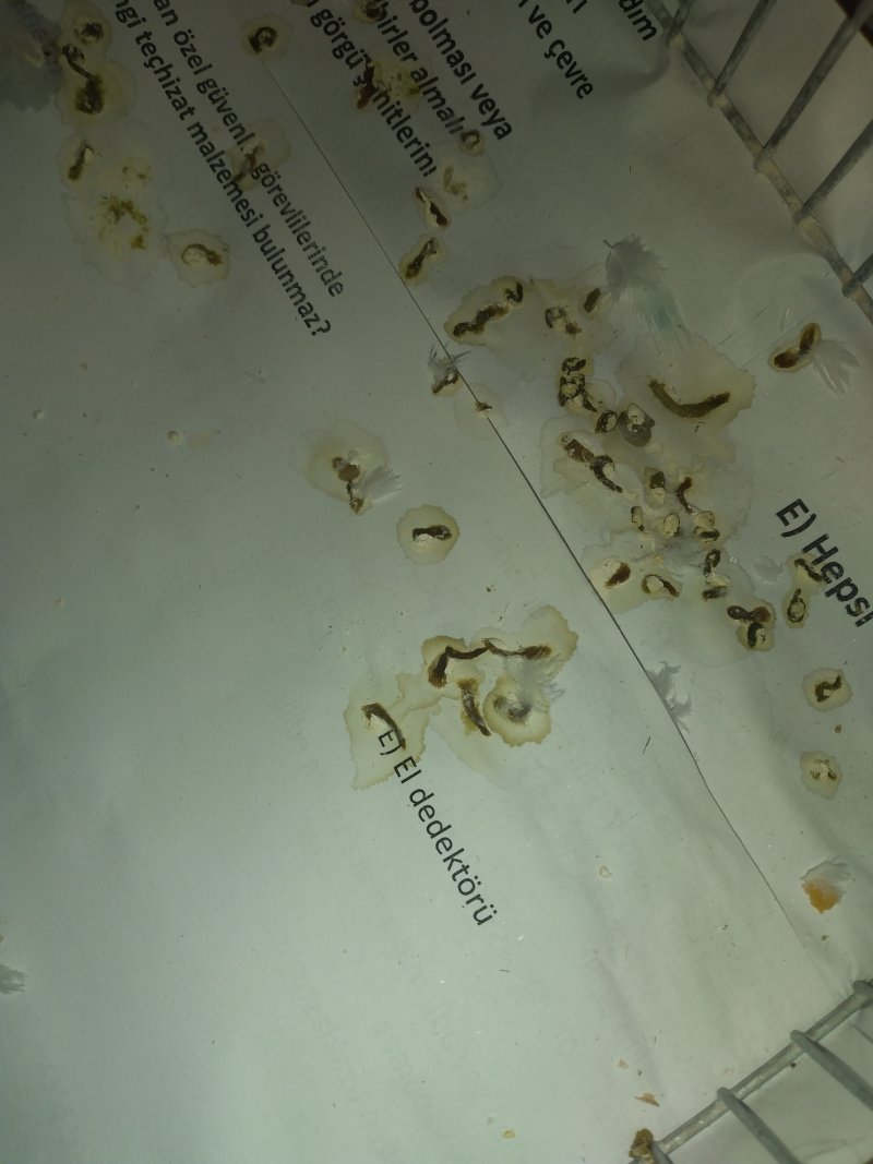 Muhabbet kuşum hastamı