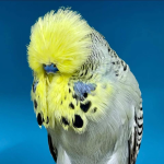 Evcil Show Üreticisi