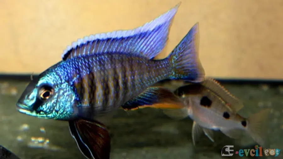 Copadichromis Verduyni Erkek