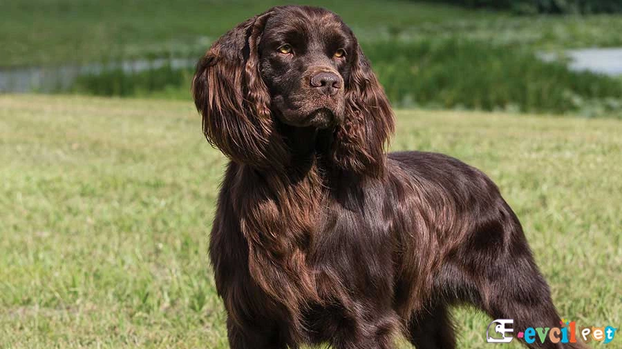 Boykin Spaniel Boykin Spaniel Fiziksel Özellikleri