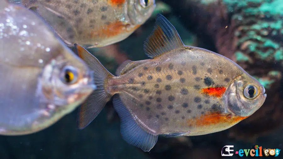 Silver Dollar Balığı