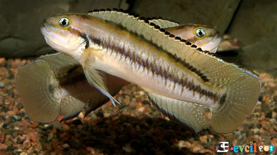 Telmatochromis vittatus