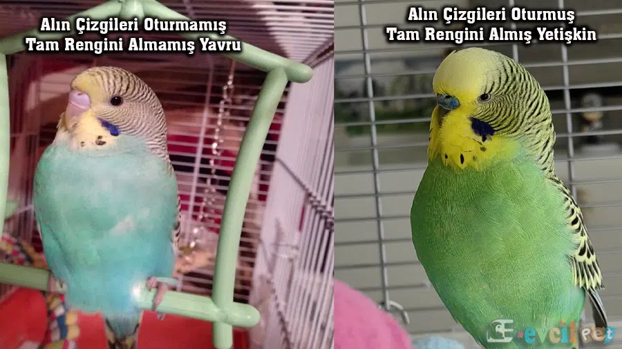 Alın Tüylerine Göre Yaş Tahmini