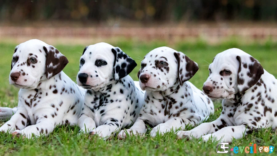Dalmaçyalı (Dalmatian)