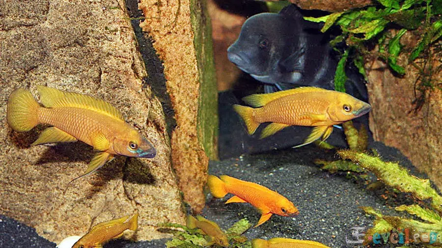 Limon Cichlid (Neolamprologus leleupi) Akvaryumu