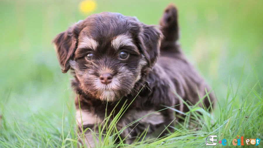 Havanese