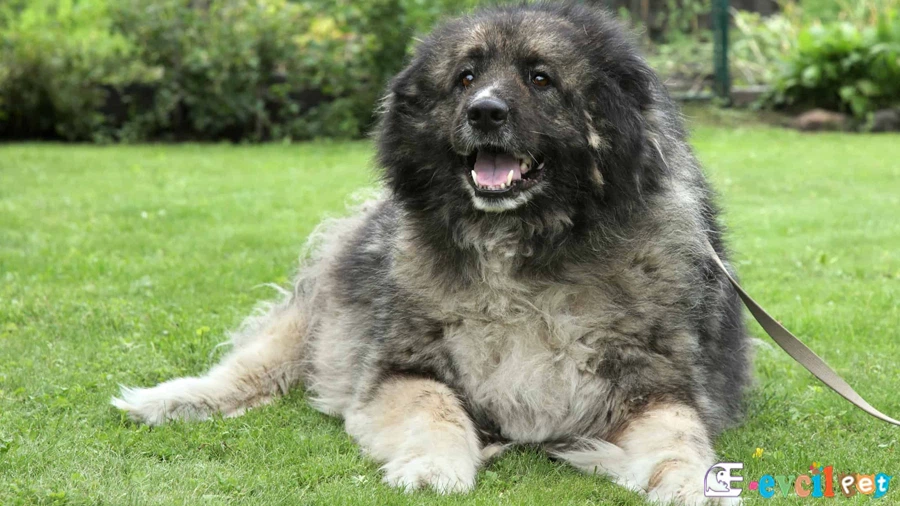 Kafkas Çoban Köpeği (Caucasian Shepherd Dog)