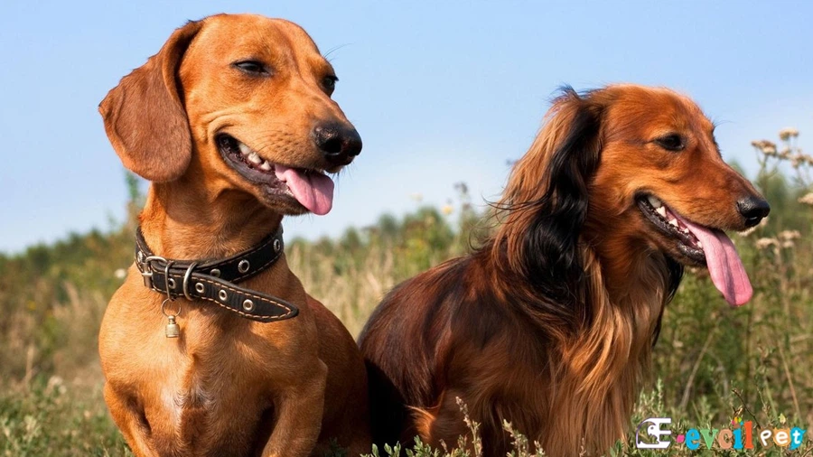 Sosis Köpek Dachshund Sosis Köpek Dachshund Fiziksel Özellikleri