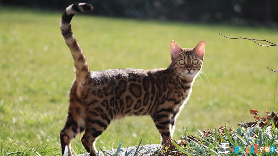 Bengal Bakımı ve Beslenmesi