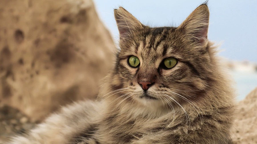 Domestic Longhair Kedisi