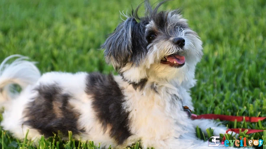 Havanese