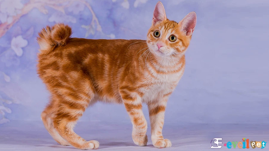 Japon Bobtail Kedisi