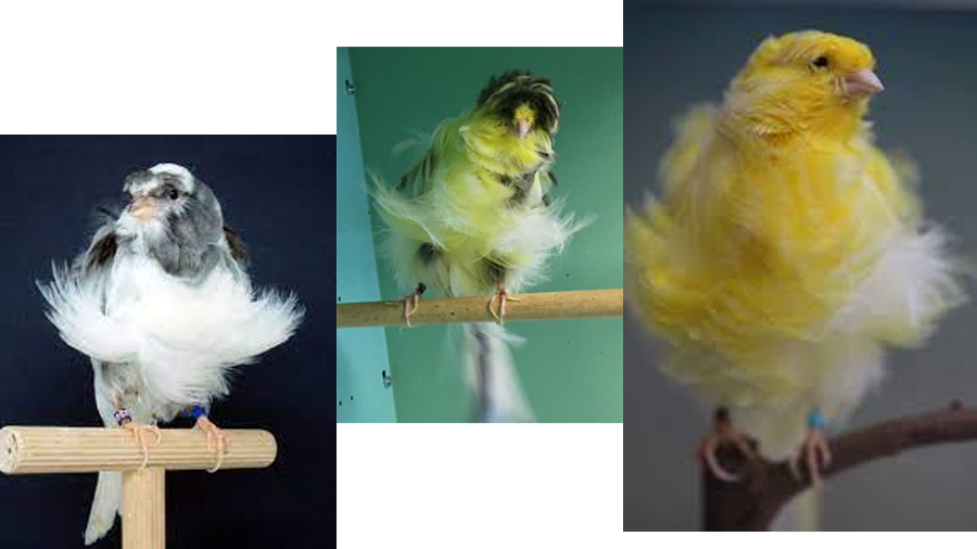 Parizyen Türk Kıvırcığı Kanarya