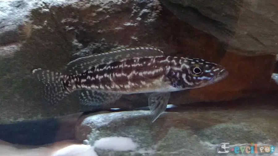 Lepidolamprologus kendalli Akvaryumu