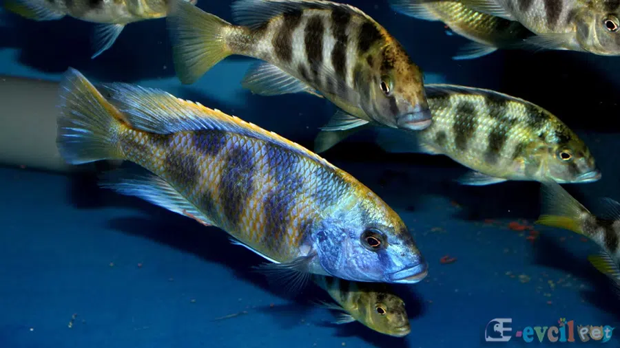 Nimbochromis venustus (Venüstüs) Akvaryumu