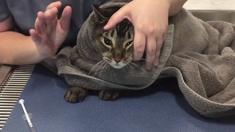 Kedi Sakinleştirme