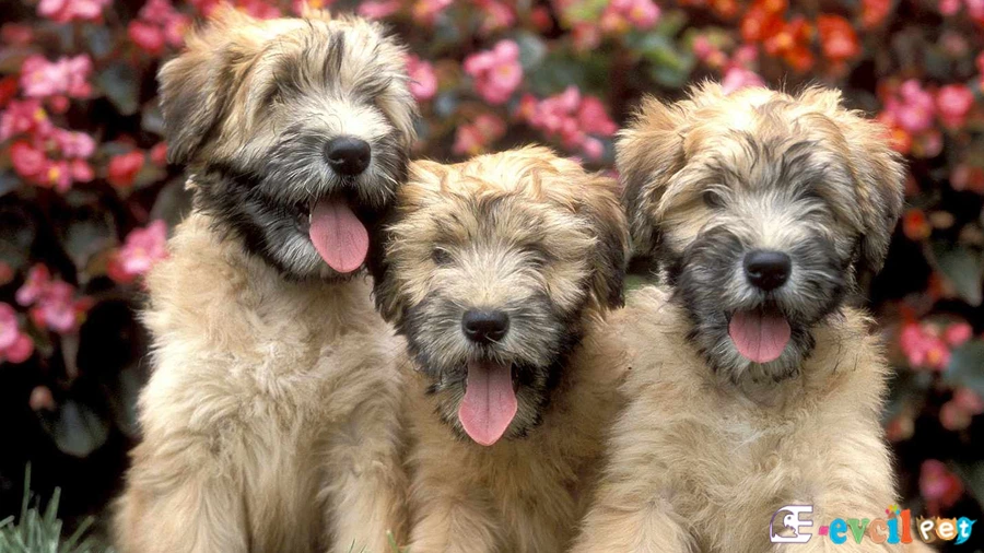 Soft Coated Wheaten Terrier Genetik Sağlık Sorunları Hastalıkları