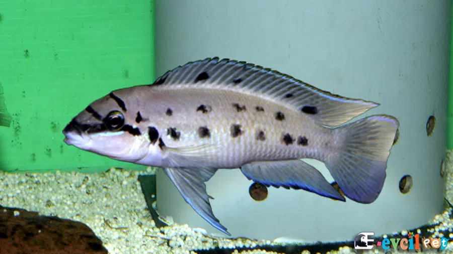 Chalinochromis sp.'Ndobhoi'