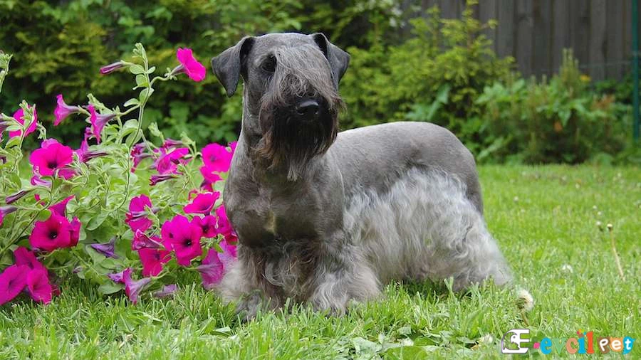 Cesky Terrier Karakter Özellikleri