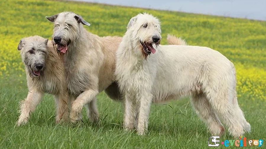 Irish Wolfhound Fiziksel Özellikleri (İrlanda Kurt Köpeği)