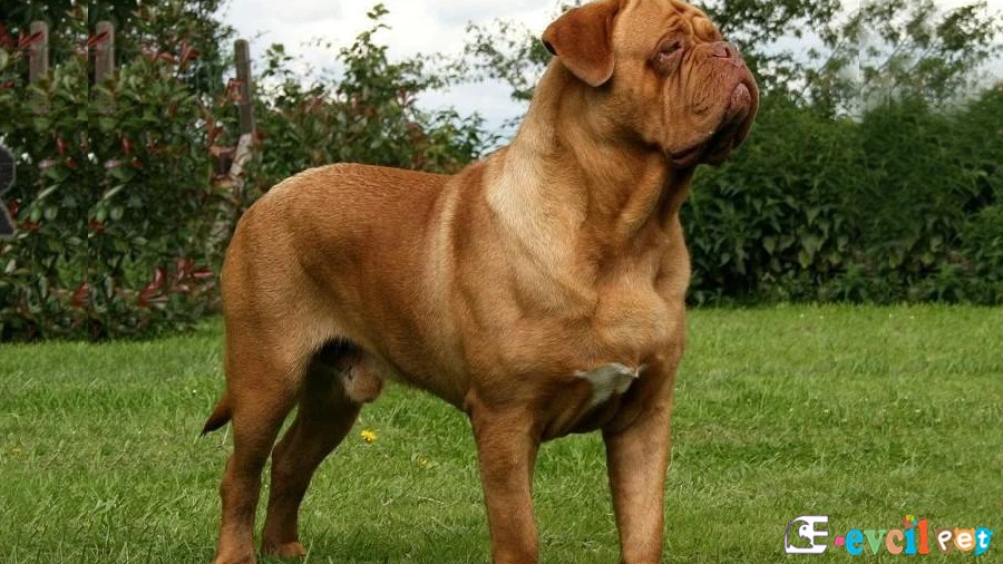Fransız Mastiff Bahçede