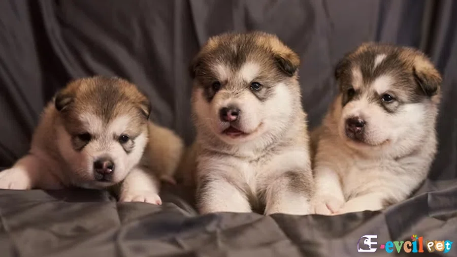 Alaskan Kurdu Malamute Sağlık Sorunları Hastalıkları