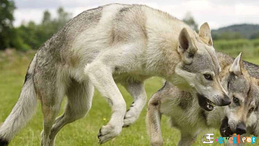 Çekoslavakya Kurt Köpeği (Czechoslovakian Wolfdog) Çekoslavakya Kurt Köpeği Temel Eğitimi ve Tuvalet Eğitimi (Czechoslovakian Wolfdog)