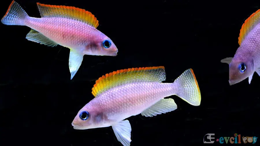Neolamprologus caudopunctatus