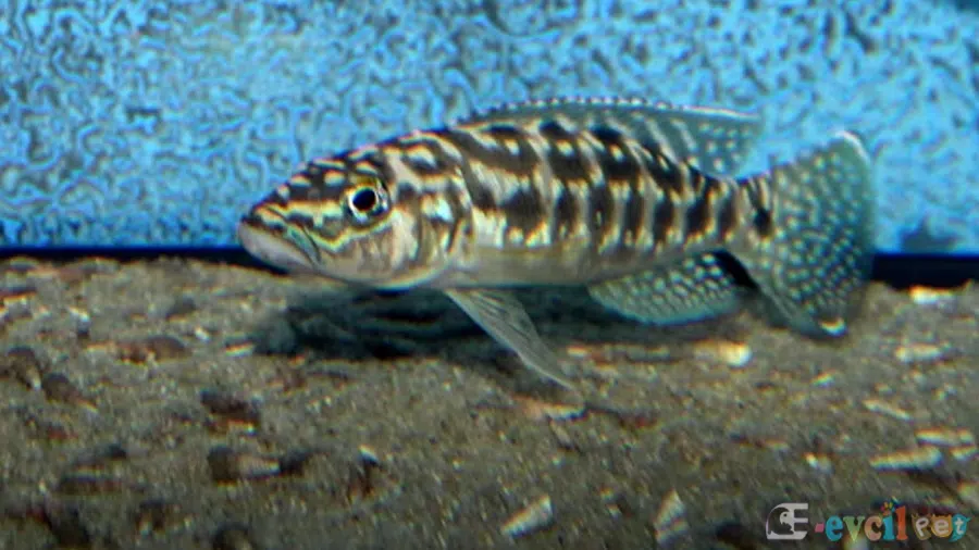 Lepidolamprologus kendalli akvaryumu