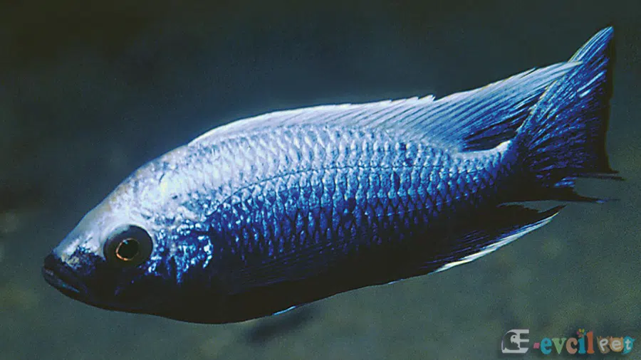 Copadichromis Verduyni Akvaryumu