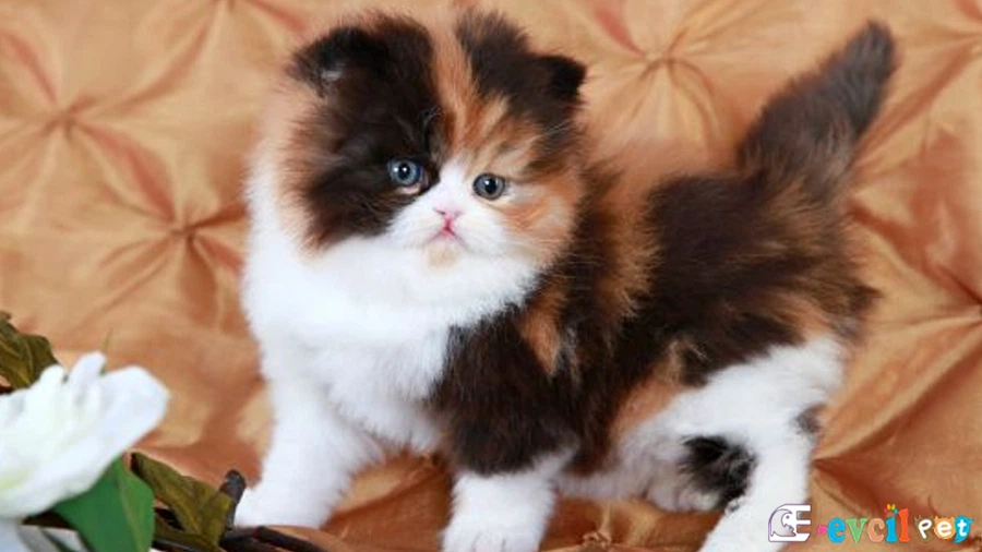 Calico (Patiska) Kedisi