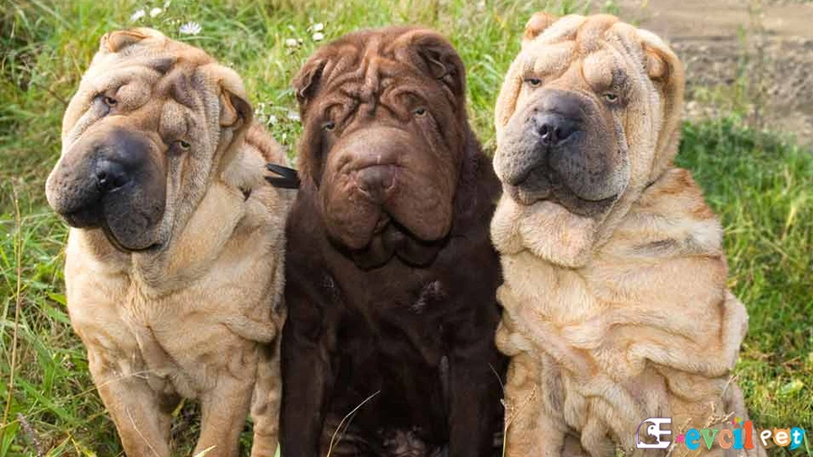 Chinese Shar Pei