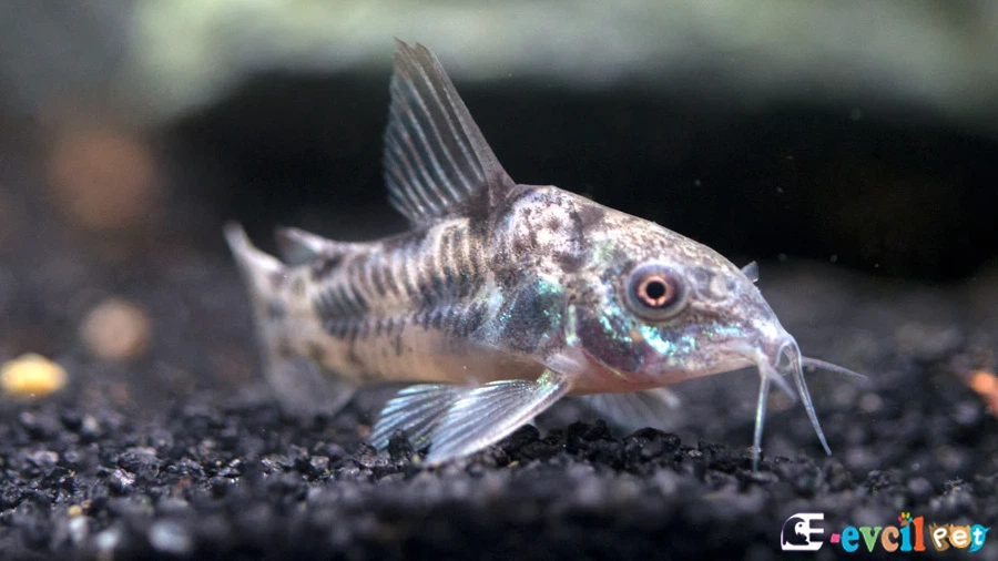 Çöpçü Balığı (Corydoras Paleatus)