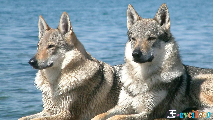 Çekoslavakya Kurt Köpeği (Czechoslovakian Wolfdog) Çekoslavakya Kurt Köpeği Fiziksel Özellikleri