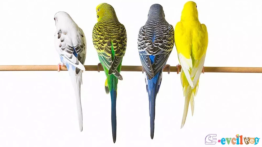 Muhabbet Kuşu Renk Mutasyonları